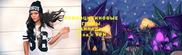 хмурый Аркадак